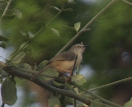 Tawny-flanked Prinia