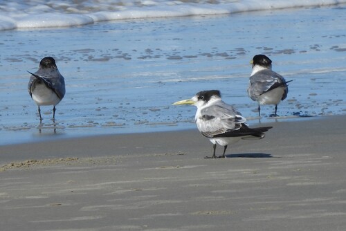 iNaturalist image