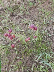 Fritillaria meleagroides