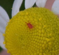 Balaustium