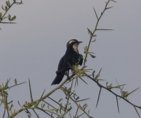 Diederik Cuckoo