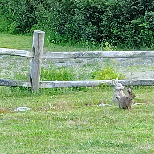 Snowshoe Hare