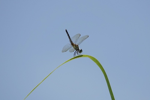 Blue Dasher