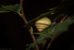 Posorites conscendens