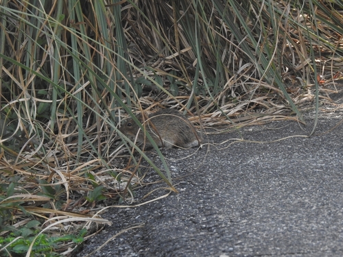 Hispid Cotton Rat