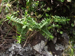 Pimelea eremitica