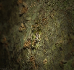 Sorolopha delochlora