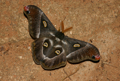 Epiphora oberprieleri