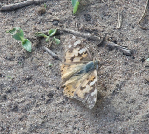 Painted Lady