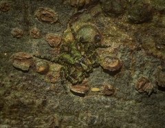 Stephanopis carcinoides