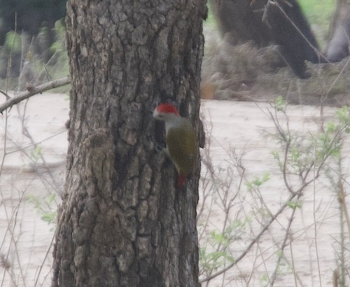 African Grey Woodpecker