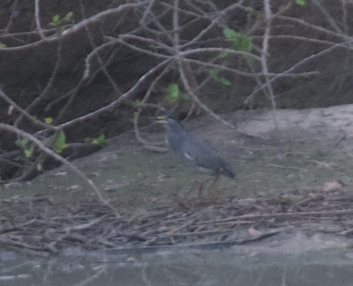 Little Heron