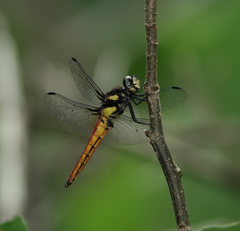 Lyriothemis