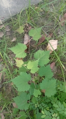 Ampelopsis glandulosa