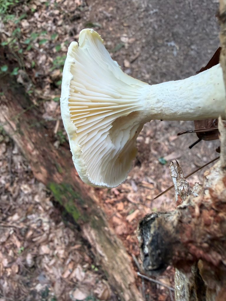 Lynx Paw Oyster · July 2026 · photo: Photo: (c) axleym, some rights reserved (CC BY) · iNaturalist
