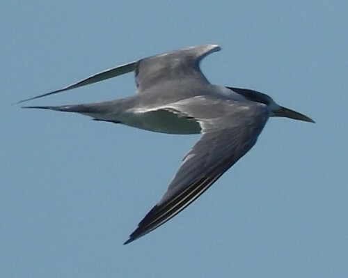 iNaturalist: (c) Jeff Giddins, some rights reserved (CC BY-NC), uploaded by Jeff Giddins iNaturalist image