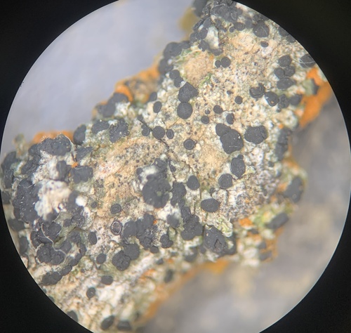 Tiny Button Lichen