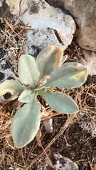 (c) mycoroco, some rights reserved (CC BY) Aurinia sinuata, photograph (c) mycoroco, some rights reserved (CC BY)