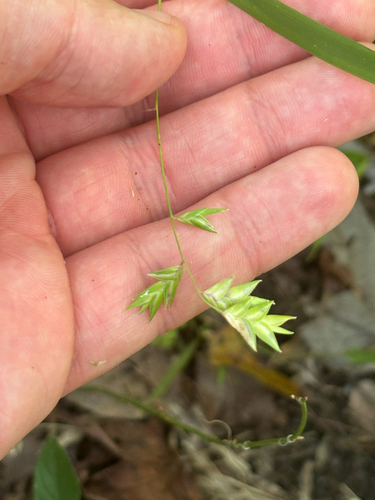Chasmanthium nitidum observed 2026-07-25