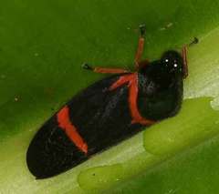 Cosmoscarta egens