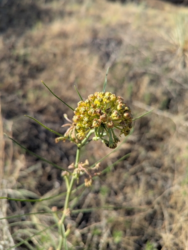 Asclepias engelmanniana, photograph 3