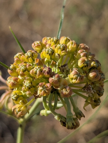Asclepias engelmanniana, photograph 4