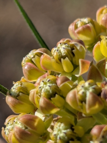 Asclepias engelmanniana, photograph 5