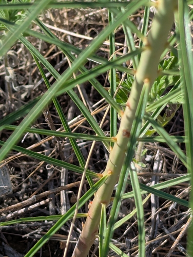 Asclepias engelmanniana, photograph 6