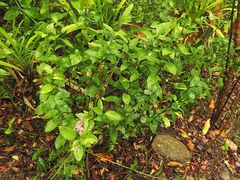 Ruscus