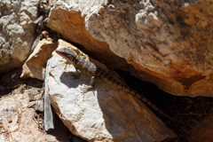 Pseudocordylus microlepidotus