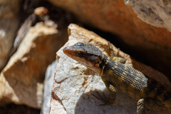 Pseudocordylus microlepidotus