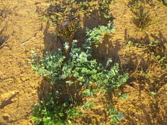 Cissampelos capensis