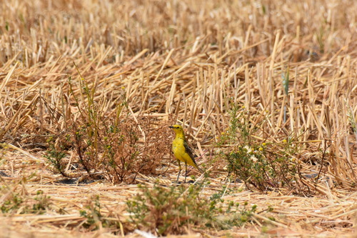iNaturalist image