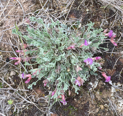 Astragalus calycosus