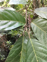 Ficus copiosa