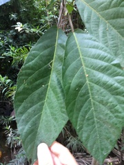 Ficus copiosa