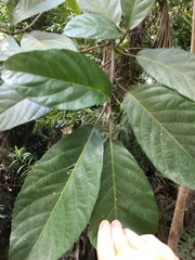 Ficus copiosa