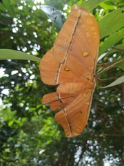 Antheraea assamensis