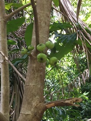Ficus copiosa
