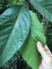 Ficus copiosa