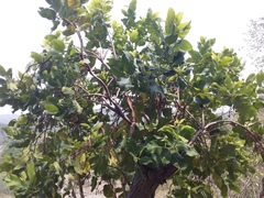 Curatella americana