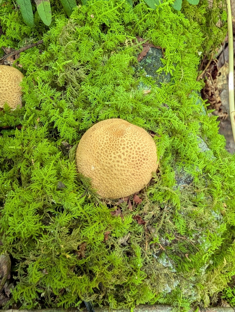common earthball · July 2026 · photo: Photo: (c) James Weaver, some rights reserved (CC BY) · iNaturalist
