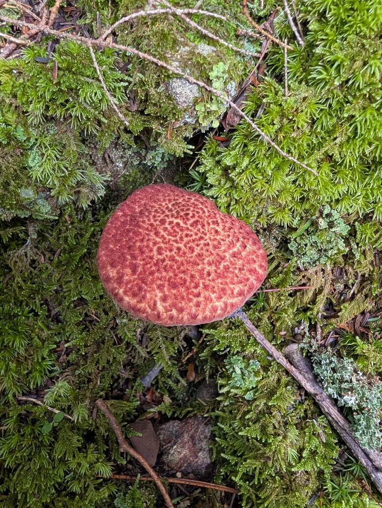 Painted Suillus · July 2026 · photo: Photo: (c) James Weaver, some rights reserved (CC BY) · iNaturalist