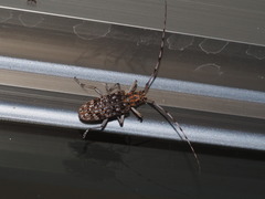 Monochamus alternatus