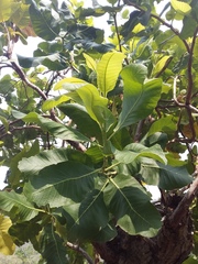 Curatella americana