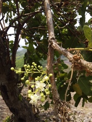 Curatella americana