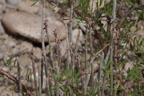 candelilla