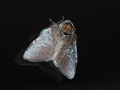 Liparopsis postalbida