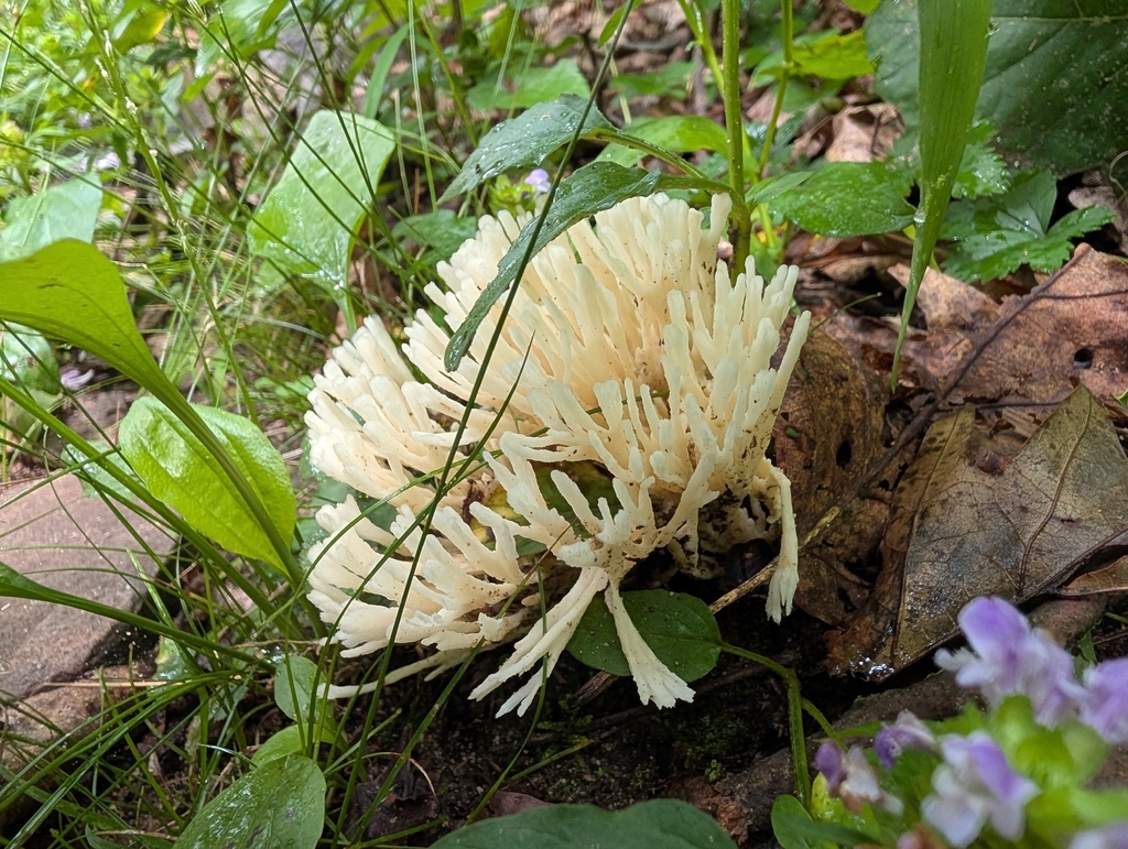 jellied false coral fungus · July 2026 · photo: Photo: (c) James Weaver, some rights reserved (CC BY) · iNaturalist