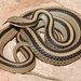 Eastern Patch-nosed Snake - Photo (c) J. N. Stuart, some rights reserved (CC BY-NC-ND)